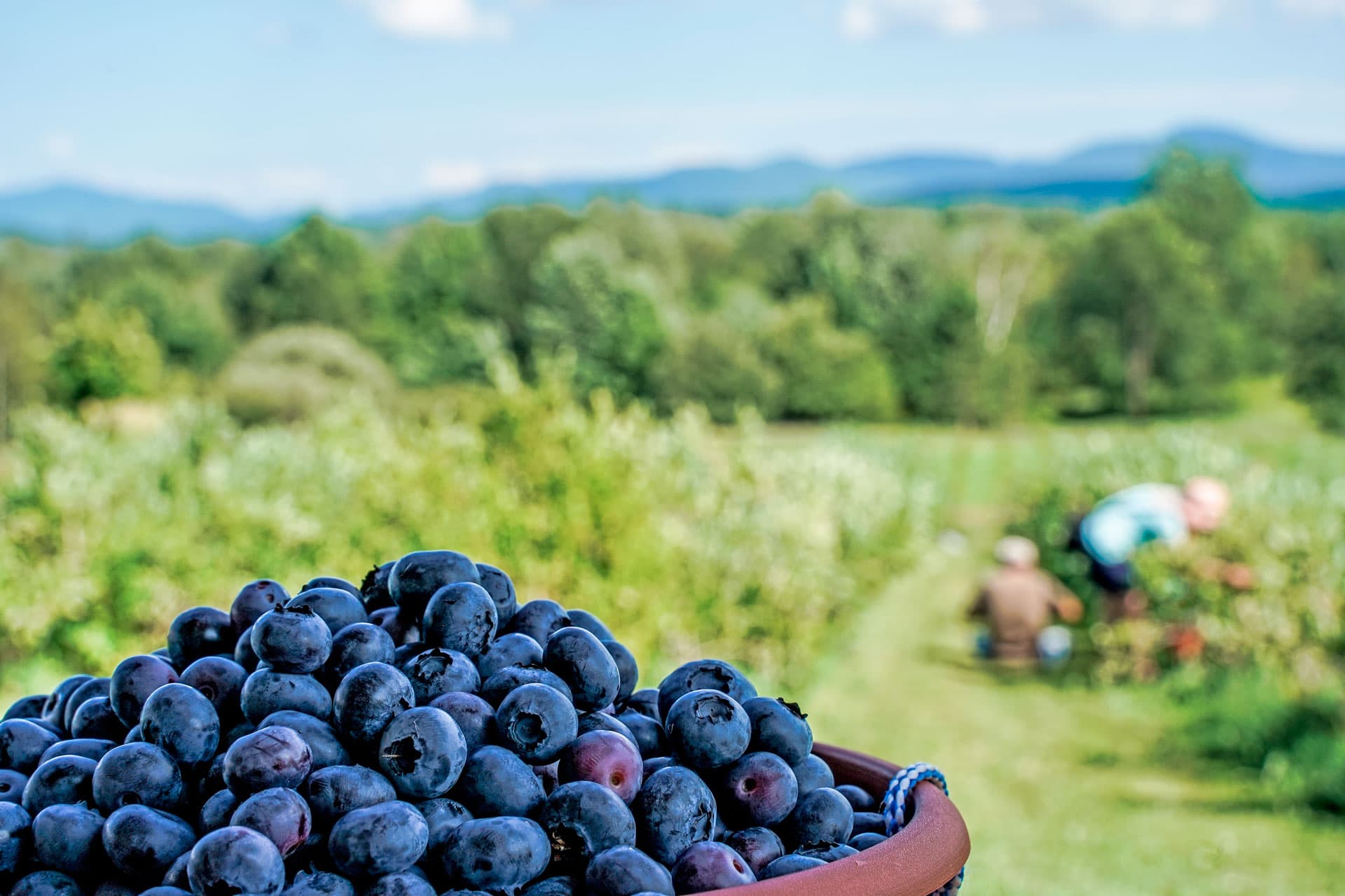  Recetas fáciles y deliciosas con arándanos azules