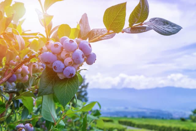 Comprar arándanos y mermelada de Galicia